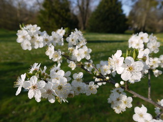 Blüten im Frühling