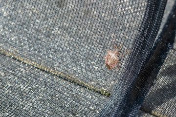 Brauner Stinkk&auml;fer auf Insektenschutz- Stinkwanze