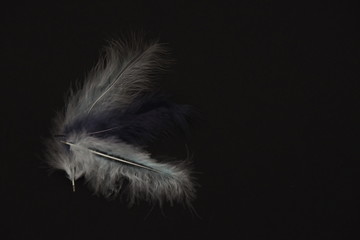Obraz premium two white and one blue feather on a turquoise background