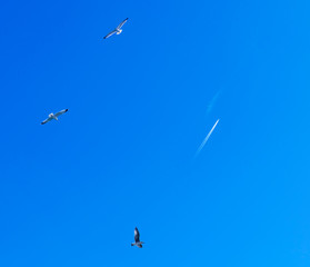 Artistic photo of seagulls flying in the blue sky.Seaguls and plane in blue sky background