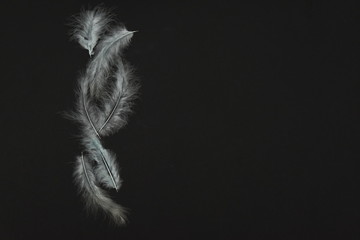 Obraz premium several white decorative feathers are placed on the edge of the background