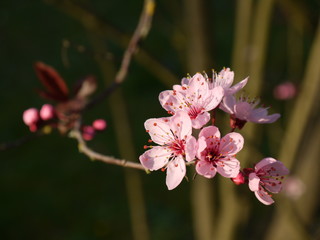 Blüten im Frühling