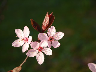 Fototapeta na wymiar Blüten im Frühling
