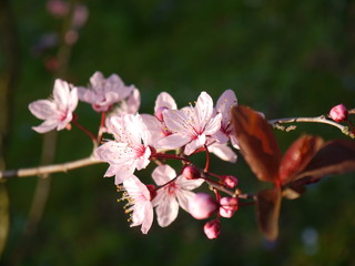 Obraz premium Blüten im Frühling