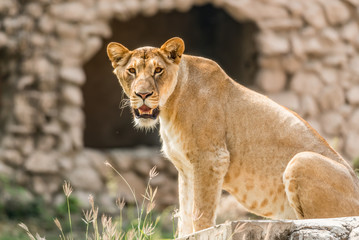 Lioness instinctively alarmed at visitors in a Zoo in Nawab Wazid Ali Shah,Zoo in Lucknow,Uttar Pradesh,India