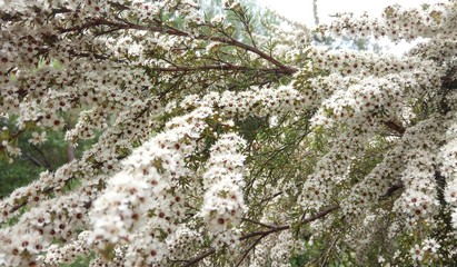 Manuka-Blüten in Neuseeland