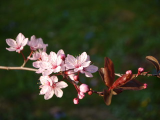 Obraz premium Blüten im Frühling