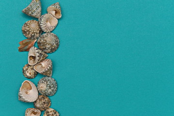 shells on a turquoise paper background decorative ornament