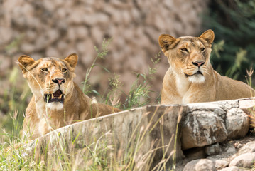 Pair of lionesses in a Zoo in Lucknow,India,Asia