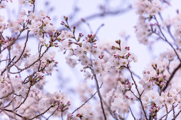 目黒川の桜