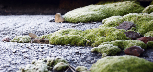 Selective focus on bright green moss on a slate roof.