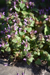 Purpurrote Taubnessel (Lamium purpureum)