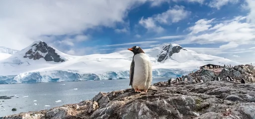 Poster Pinguïns op Antarctica. Port Lockroy. © nickolya