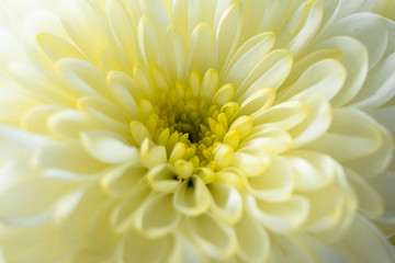 Macro of a beautiful white chrysanthemum flower.