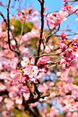 花見