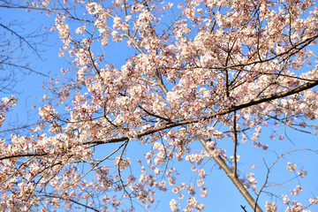 青空に咲く桜