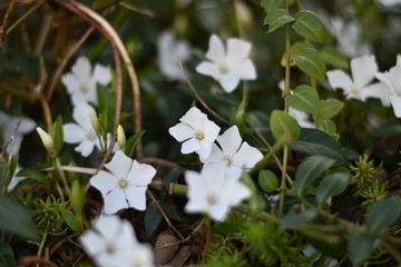 Wei&szlig;es Immergr&uuml;n 'Alba' (Vinca minor 'Alba')