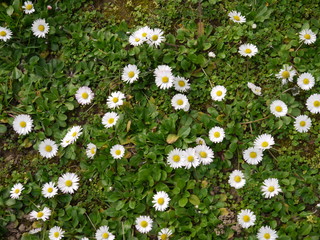 G&auml;nsebl&uuml;mchen