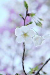 白い桜の木