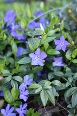 Kleines Immergrün (Vinca minor)