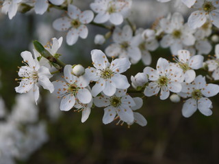 Obraz premium Blüten im Frühling