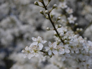 Blüten im Frühling
