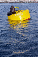 Seals resting on buoy. Illo Peru. Coast