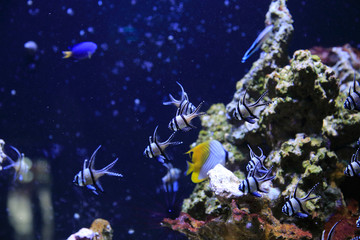 Fototapeta na wymiar School of beautiful fish and underwater marine life