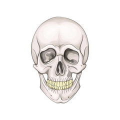The human skull isolated on white background. Vector illustration.