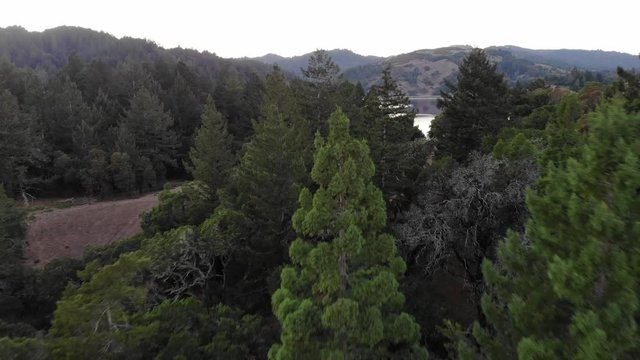 Stunning flyover trees in California