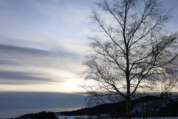 A tree at sunset with the twilight
