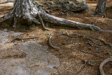 tree roots