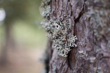 Lichen on the bark of a tree