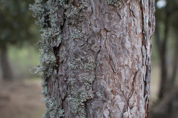 Lichen on the bark of a tree
