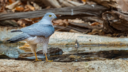 Shikra perching on small waterhole looking into a distance