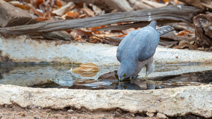Shikra dipping the beak in water to drink from small waterhole
