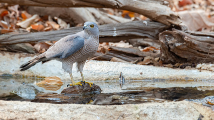Shikra perching on small waterhole looking into a distance