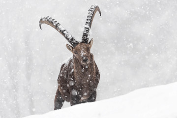 Alpine ibex struggle with cold winter (Capra ibex) - obrazy, fototapety, plakaty