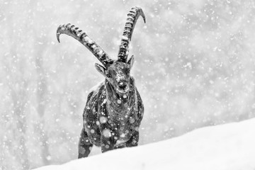 Alpine ibex under snowstorm, black and white portrait (Capra ibex)