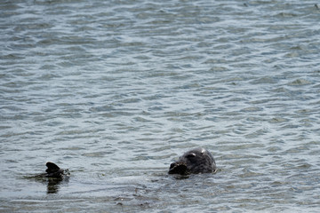 Fototapeta premium Kegelrobben