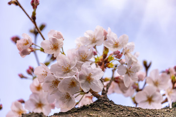 目黒川の桜