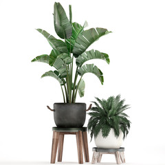 3d illustration of tropical plants Strelitzia in a white pot on a white background