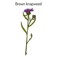 Brown or brownray knapweed Centaurea jacea , medicinal plant
