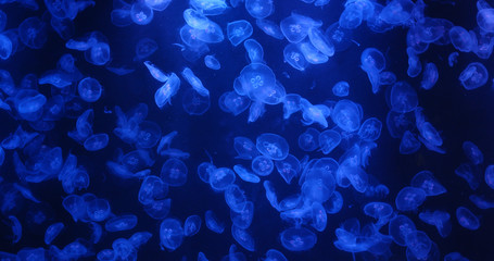 Jelly fish swim in water tank