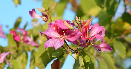 Beautiful purple Bauhinia on the tree