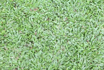 real green grass background