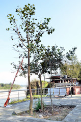 Fototapeta na wymiar Ficus Religiosa Tree At Kaleshwar Mahadev Hamirpur Himachal Pradesh India