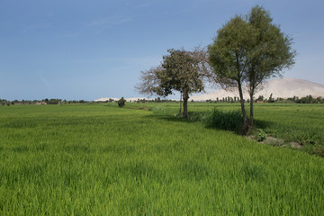 Fototapeta na wymiar Rice paddy Camana Peru. Rice field. Farming