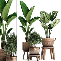 Fototapeta na wymiar tropical plants in white pots on a white background