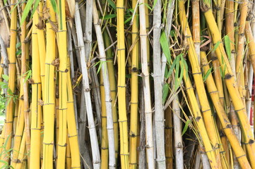 wild golden bamboo stems strand background texture